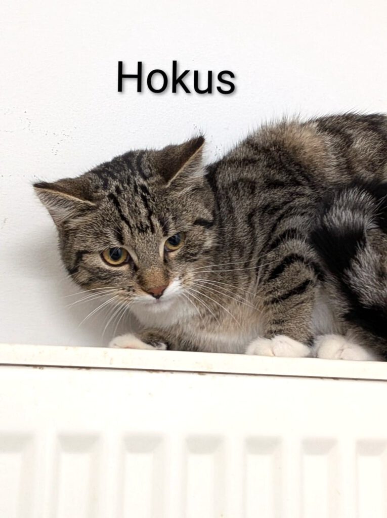 Hokus & Pokus