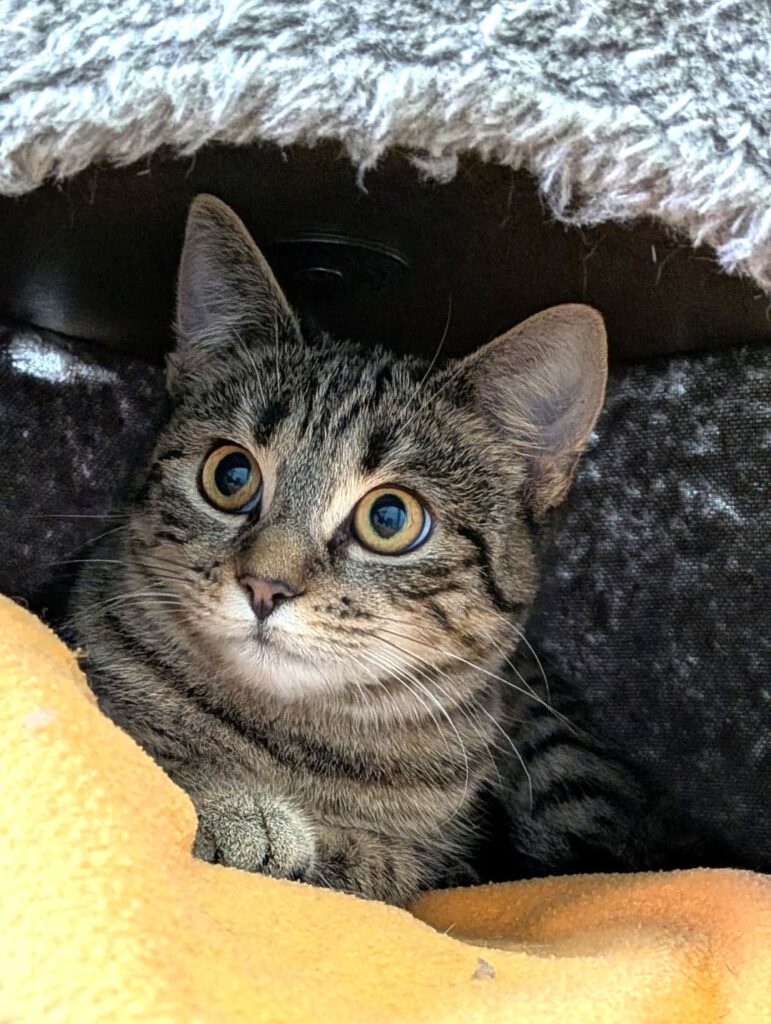 Alle unsere Katzen - Übersicht