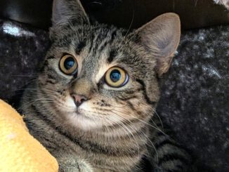 Joe, Jette (Jodie RESERVIERT)