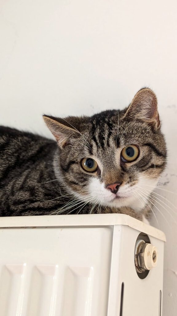 Joe (Jette auf PROBE vermittelt)