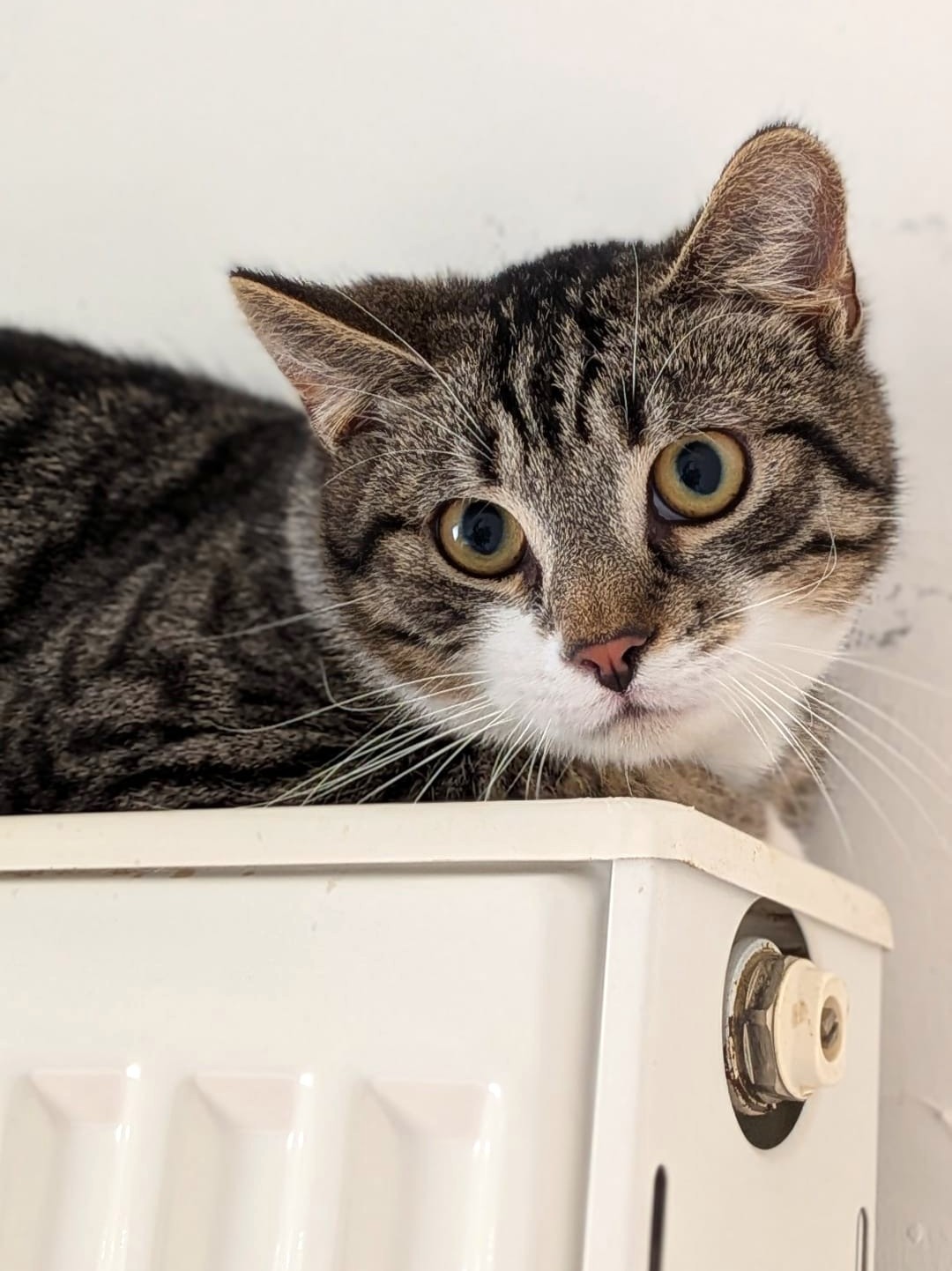 Alle unsere Katzen - Übersicht