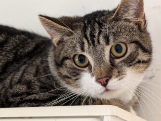 Joe (Jette auf PROBE vermittelt)