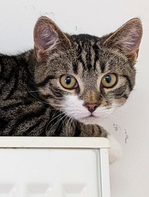 Alle unsere Katzen - Übersicht