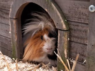 Kai Uwe - auf PROBE vermittelt