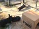 Schwarze & bunte Kaninchen