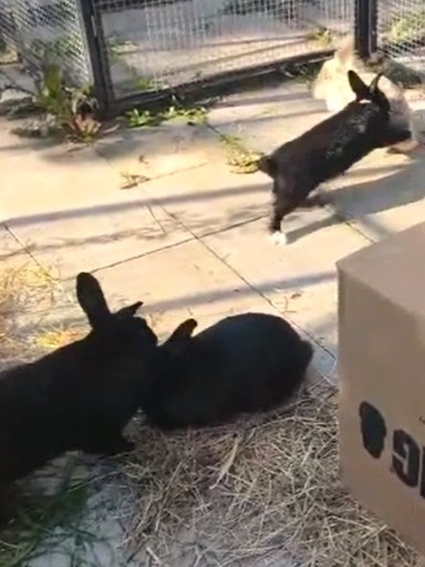 Schwarze & bunte Kaninchen