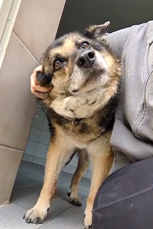 Wir mussten Petra gehen lassen…💔