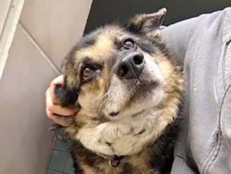 Wir mussten Petra gehen lassen…💔