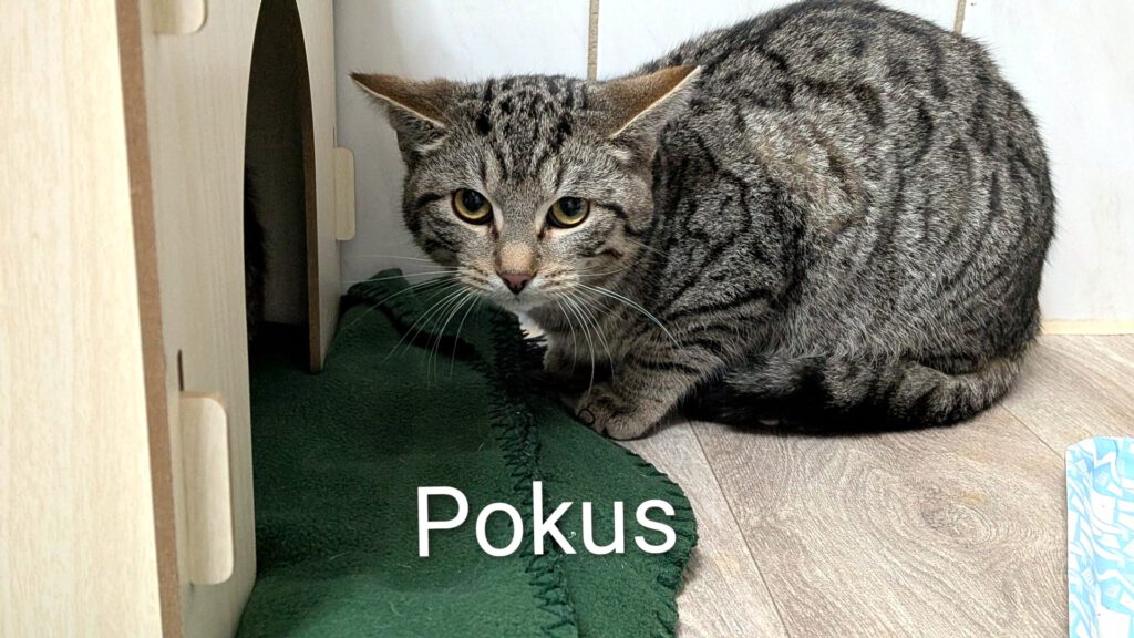 Hokus & Pokus