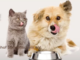 Unsere neue Wunschliste bei MyHappyPets!