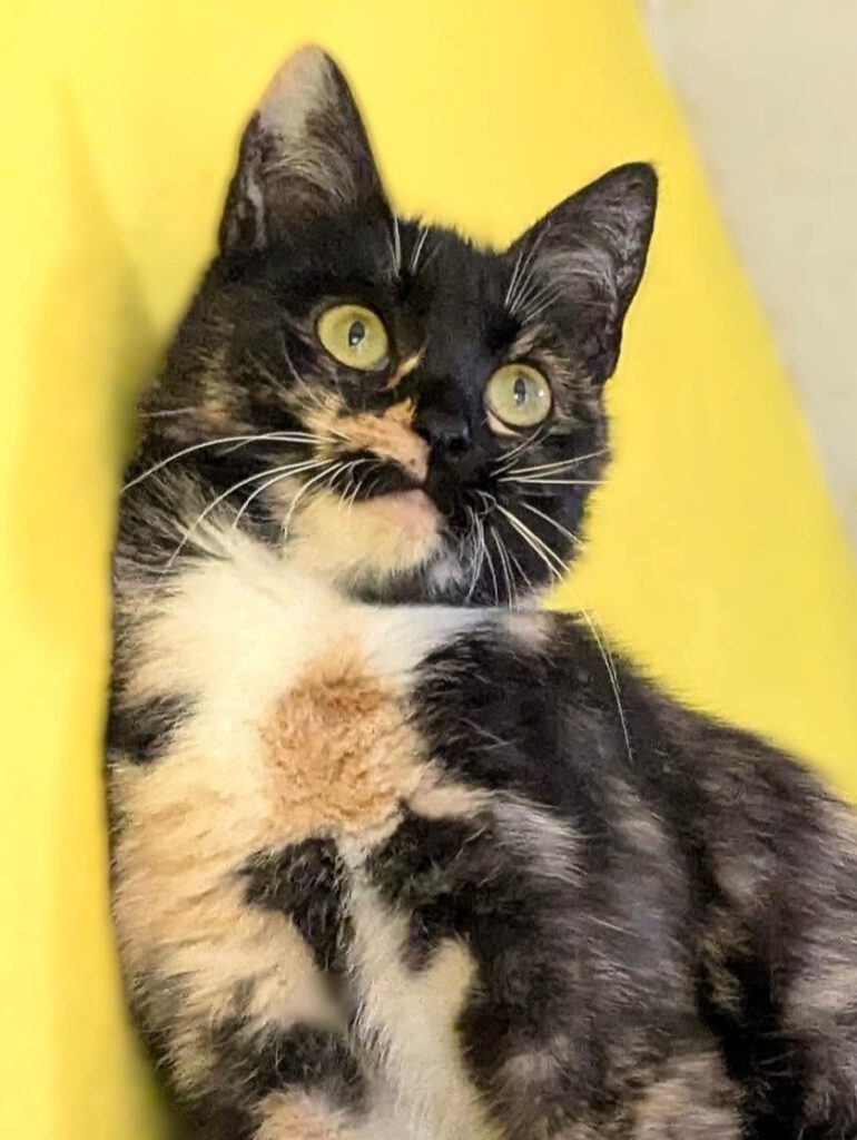 Alma sucht Einzelplatz!