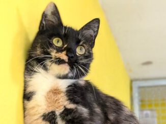 Alma sucht Einzelplatz!