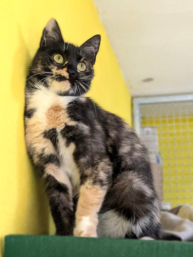 Alma sucht Einzelplatz!