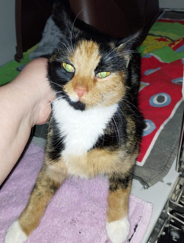 Rainbow - Fundkatze 17322 Ladenthin