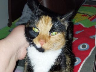 Rainbow - Fundkatze 17322 Ladenthin