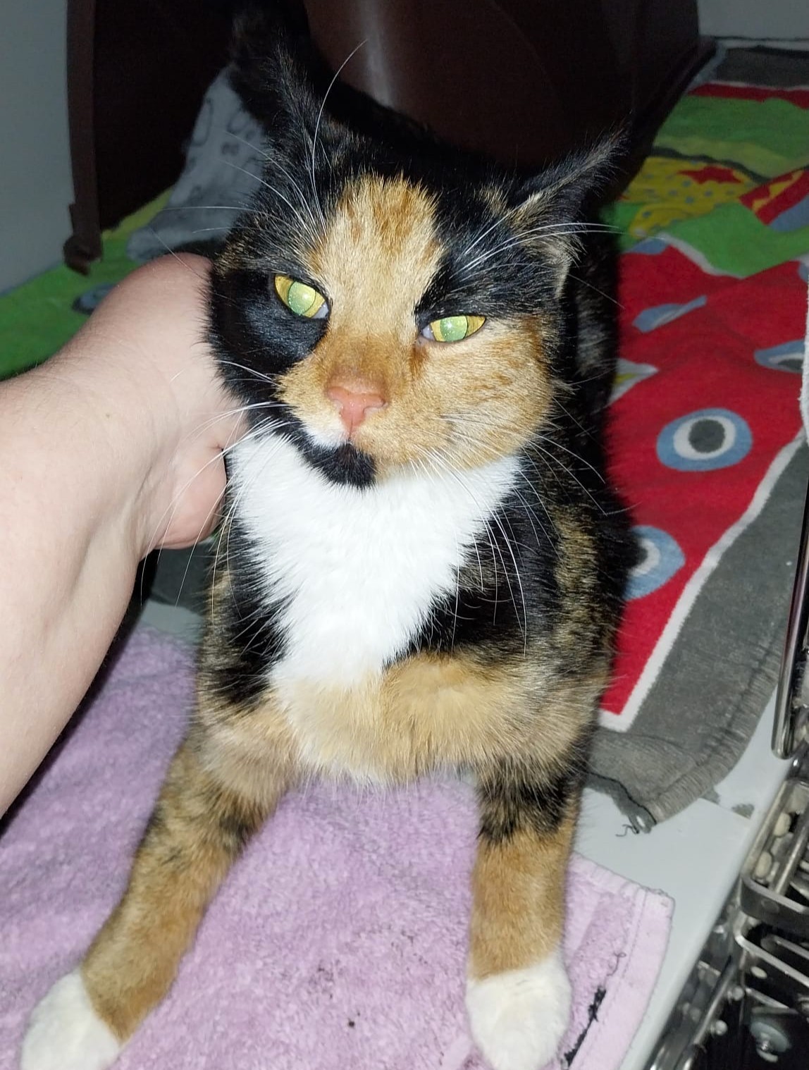 Rainbow - Fundkatze 17322 Ladenthin