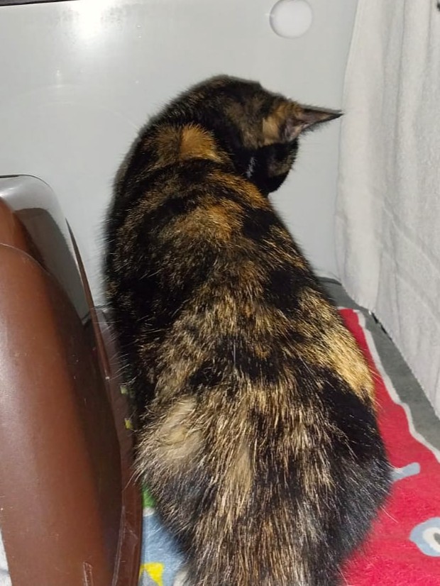 Rainbow - Fundkatze 17322 Ladenthin