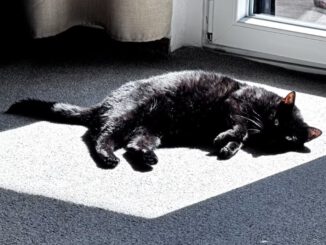 Eilt: Ginger sucht wieder ein schönes Zuhause!