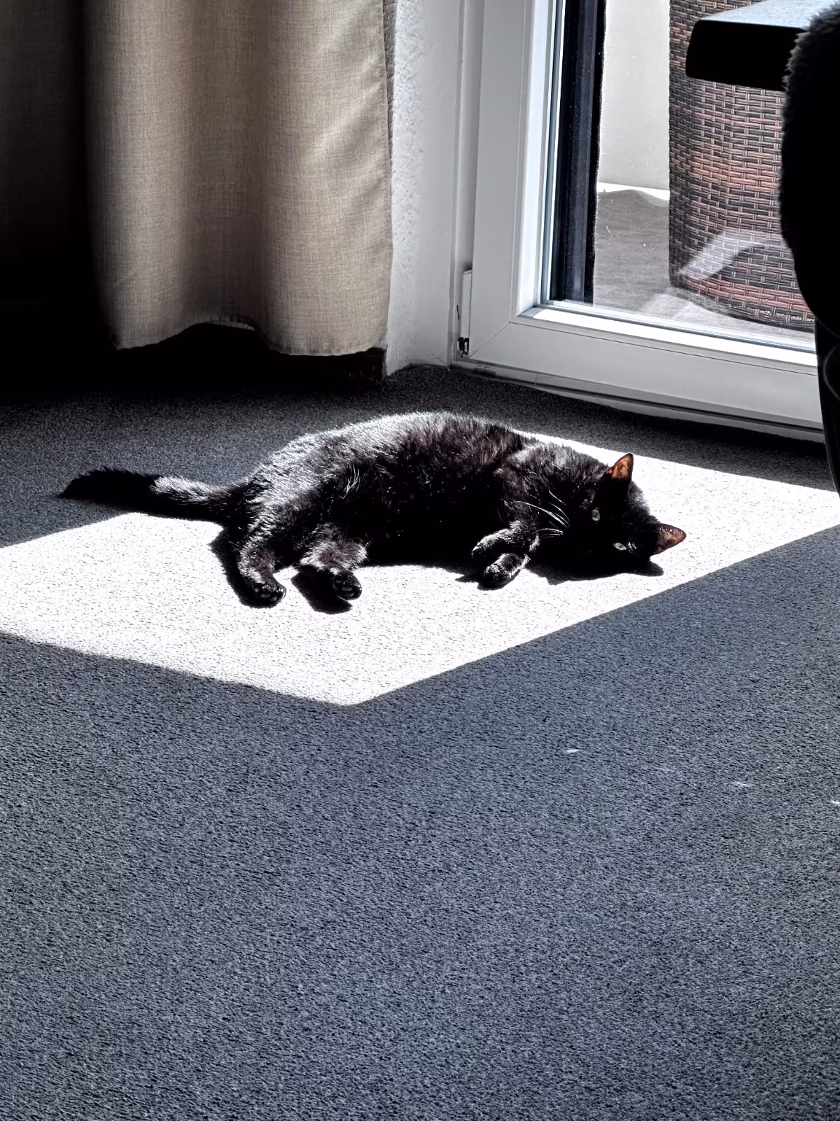 Eilt: Ginger sucht wieder ein schönes Zuhause!