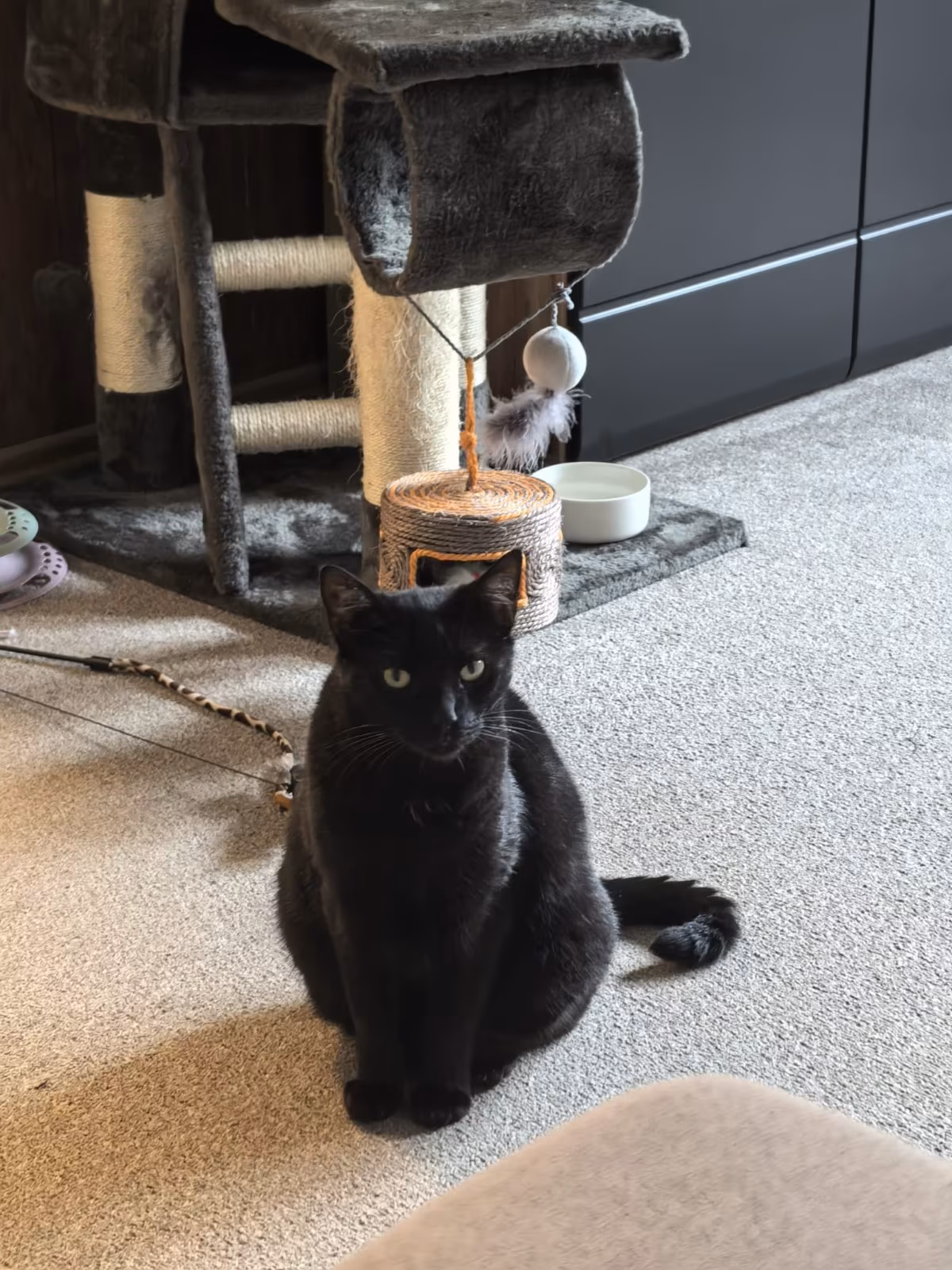 Eilt: Ginger sucht wieder ein schönes Zuhause!