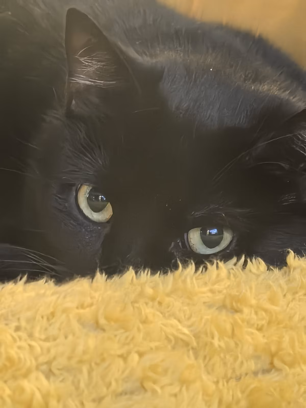 Eilt: Ginger sucht wieder ein schönes Zuhause!