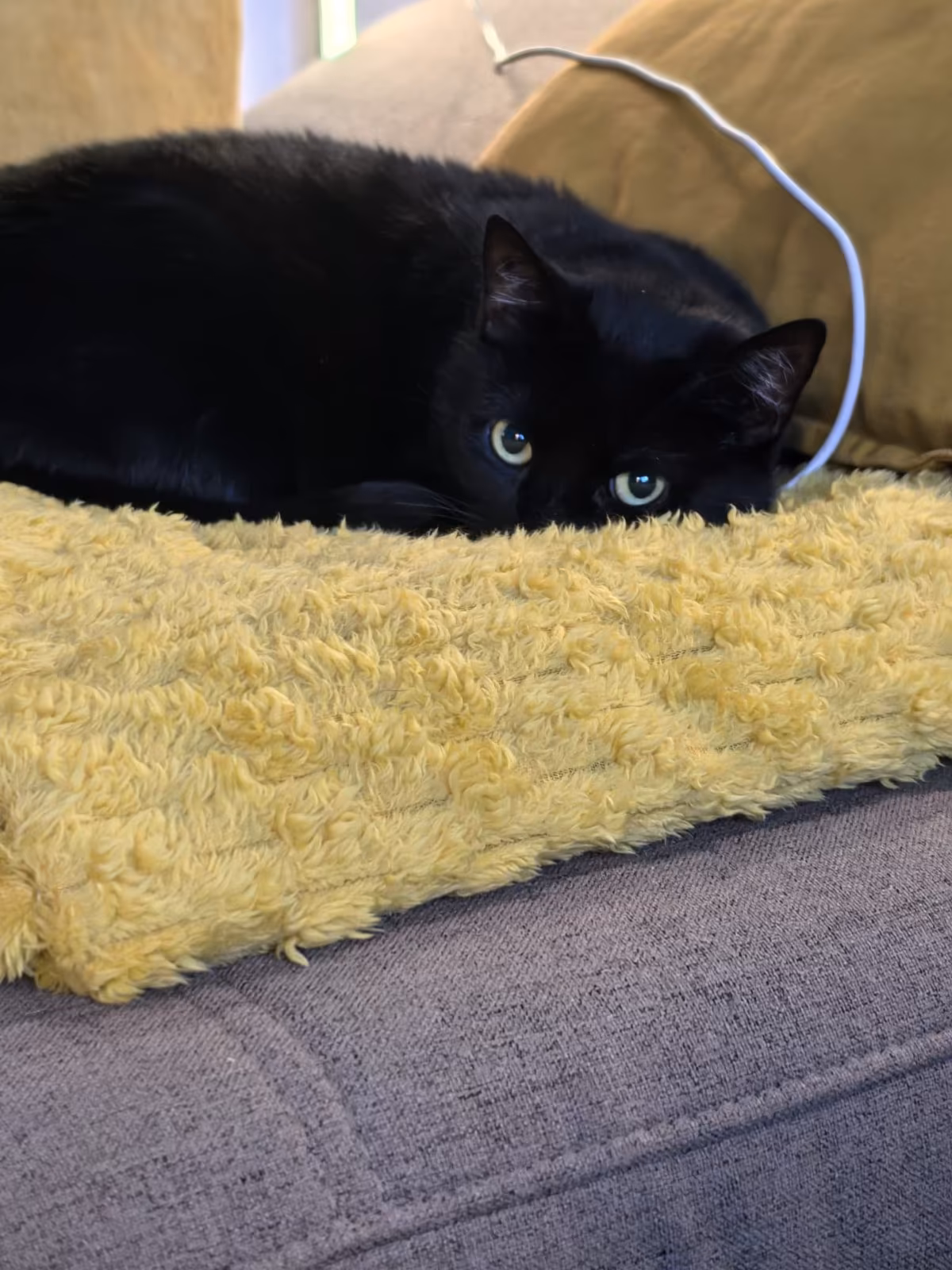 Eilt: Ginger sucht wieder ein schönes Zuhause!