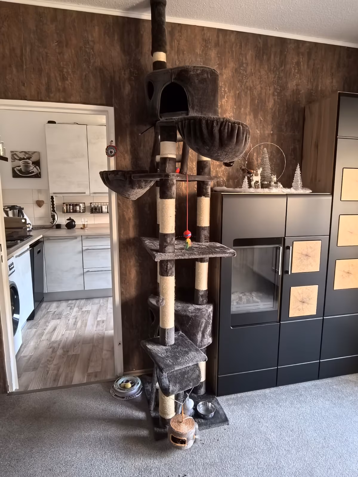 Eilt: Ginger sucht wieder ein schönes Zuhause!