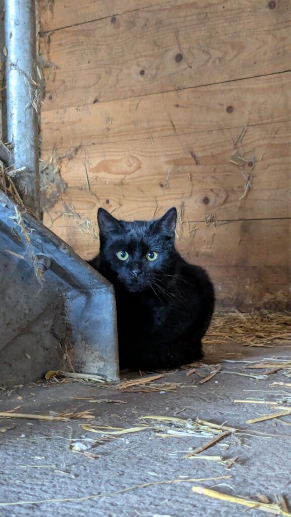 Klößchen (Freigänger)