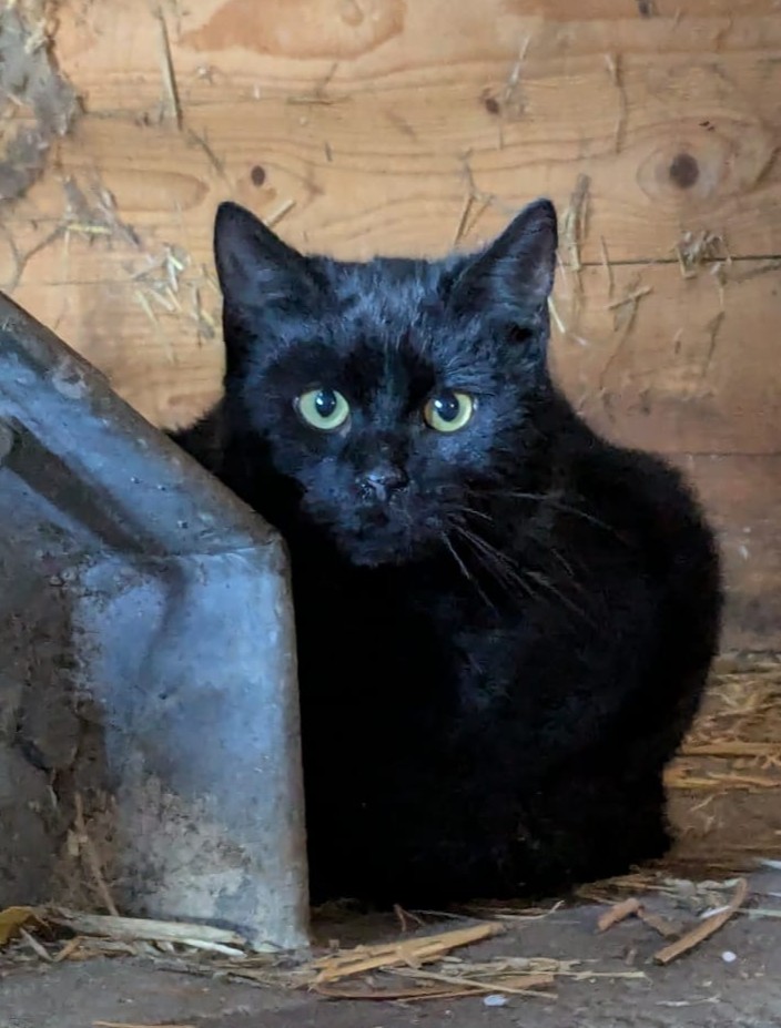 Klößchen (Freigänger)