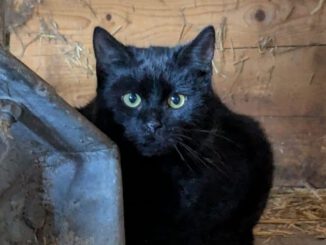 Klößchen (Freigänger)