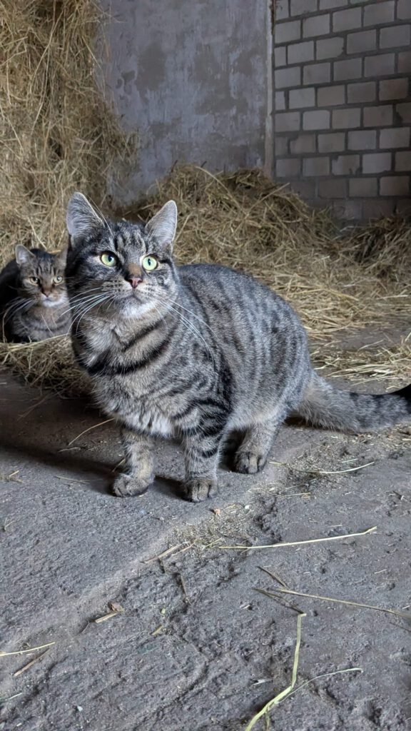 Knöpfchen (Freigänger)