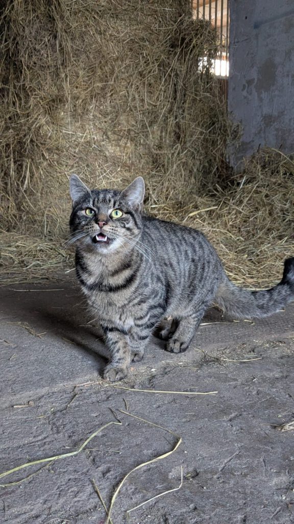 Knöpfchen (Freigänger)