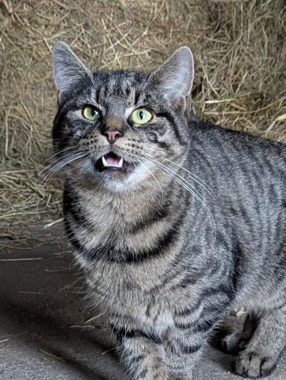 Knöpfchen (Freigänger)