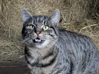 Knöpfchen (Freigänger)