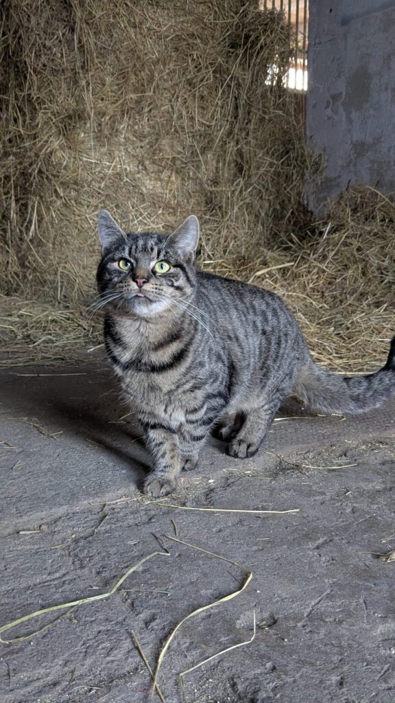 Knöpfchen (Freigänger)