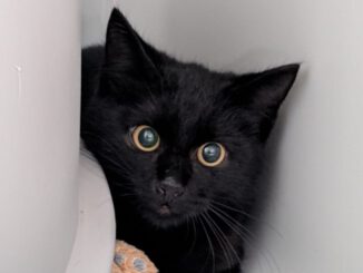 Knöpfchen (Freigänger)