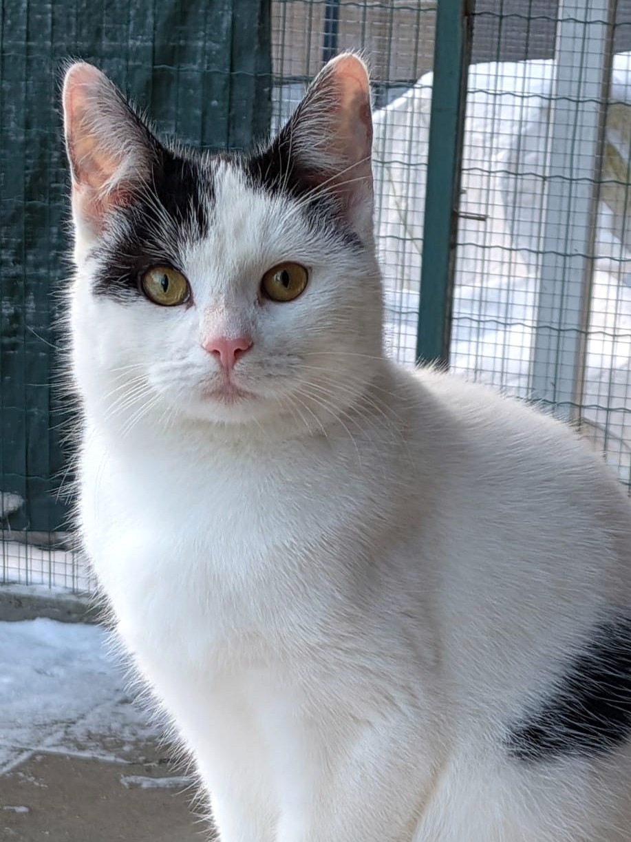 Alle unsere Katzen - Übersicht