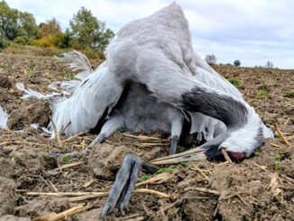 Petition "Geflügelindustrie bedroht Kraniche!"