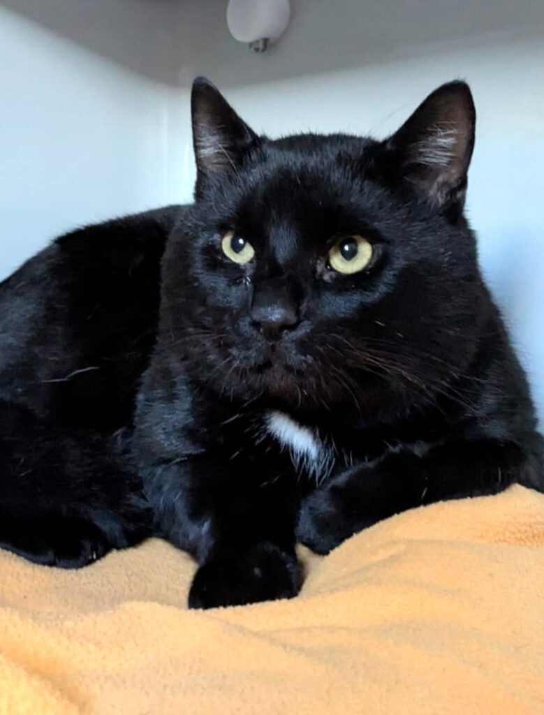 Alle unsere Katzen - Übersicht