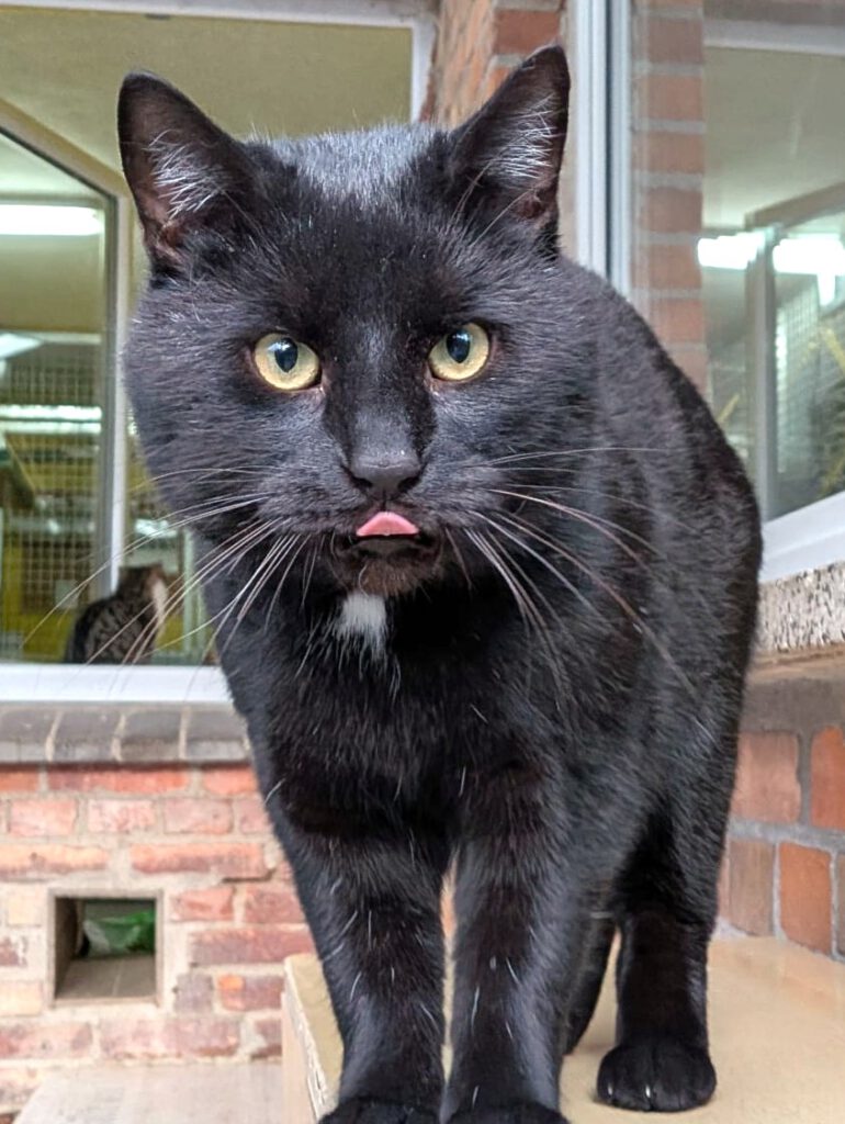 Alle unsere Katzen - Übersicht