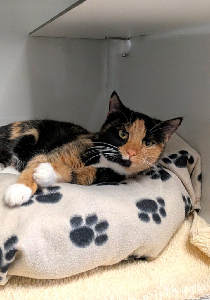 Rainbow - auf PROBE vermittelt