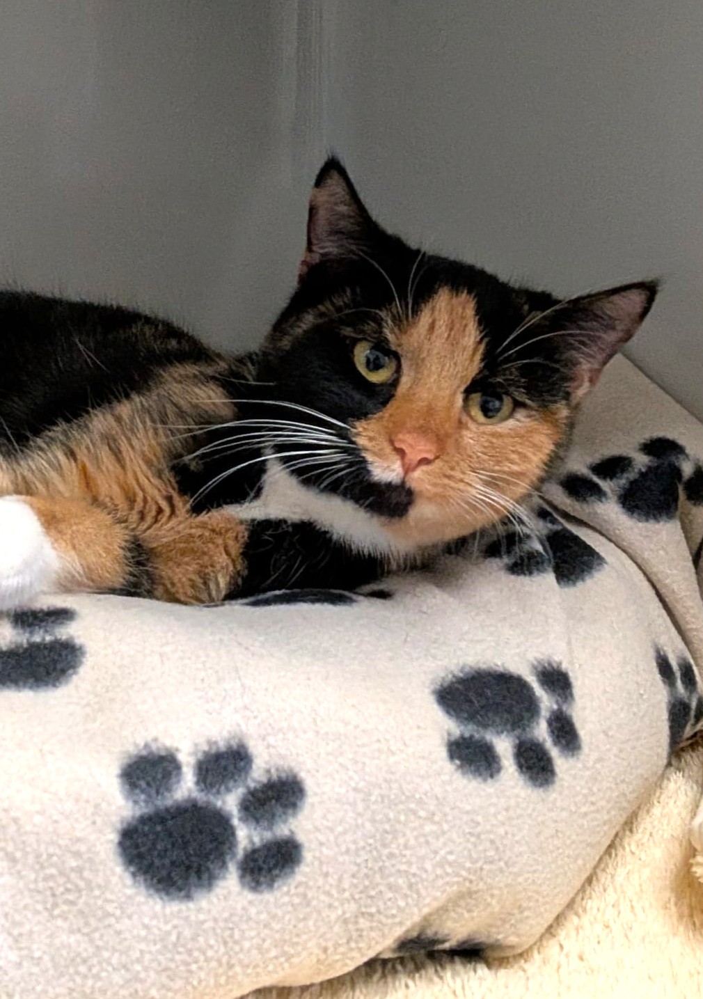 Rainbow - auf PROBE vermittelt