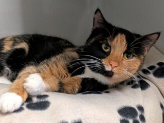 Rainbow - Fundkatze 17322 Ladenthin