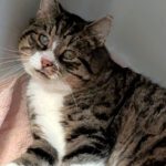 "10+ Opi" Reese braucht Einzelplatz!