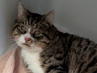 "10+ Opi" Reese - RESERVIERT