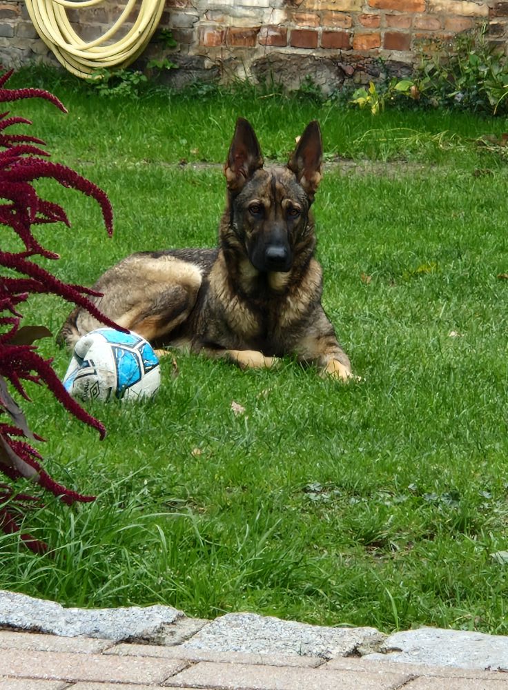 Schäferhündin Marie in 17309 vermisst!