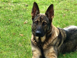 Schäferhündin Marie in 17309 vermisst!