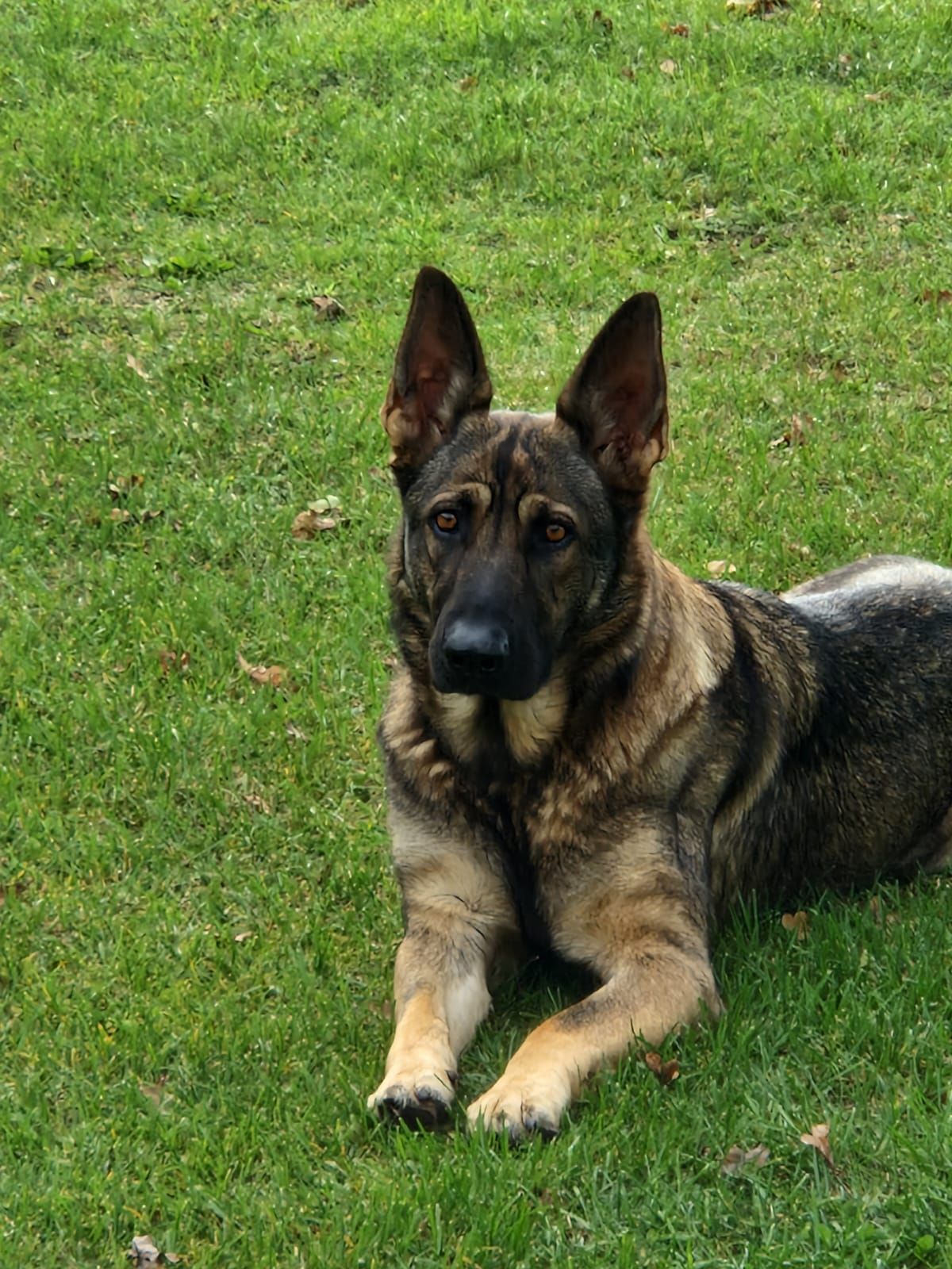 Schäferhündin Marie in 17309 vermisst!