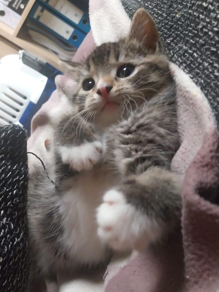 Alle unsere Katzen - Übersicht