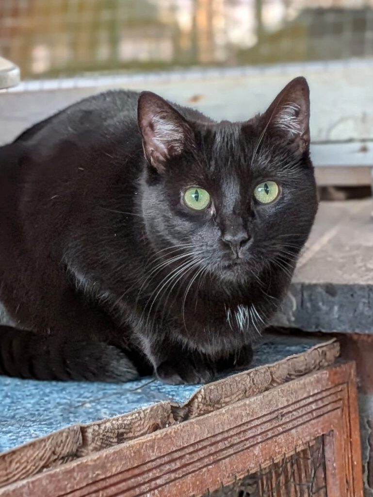 Alle unsere Katzen - Übersicht